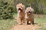 CAIRN TERRIER 190